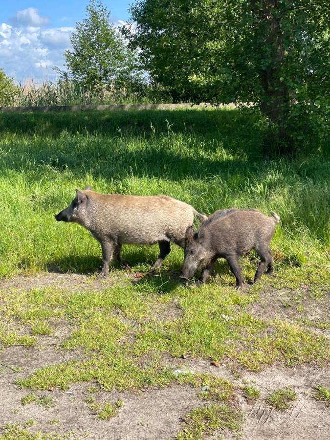 Mielno Enklawa 28 Lejlighed Unieście Eksteriør billede